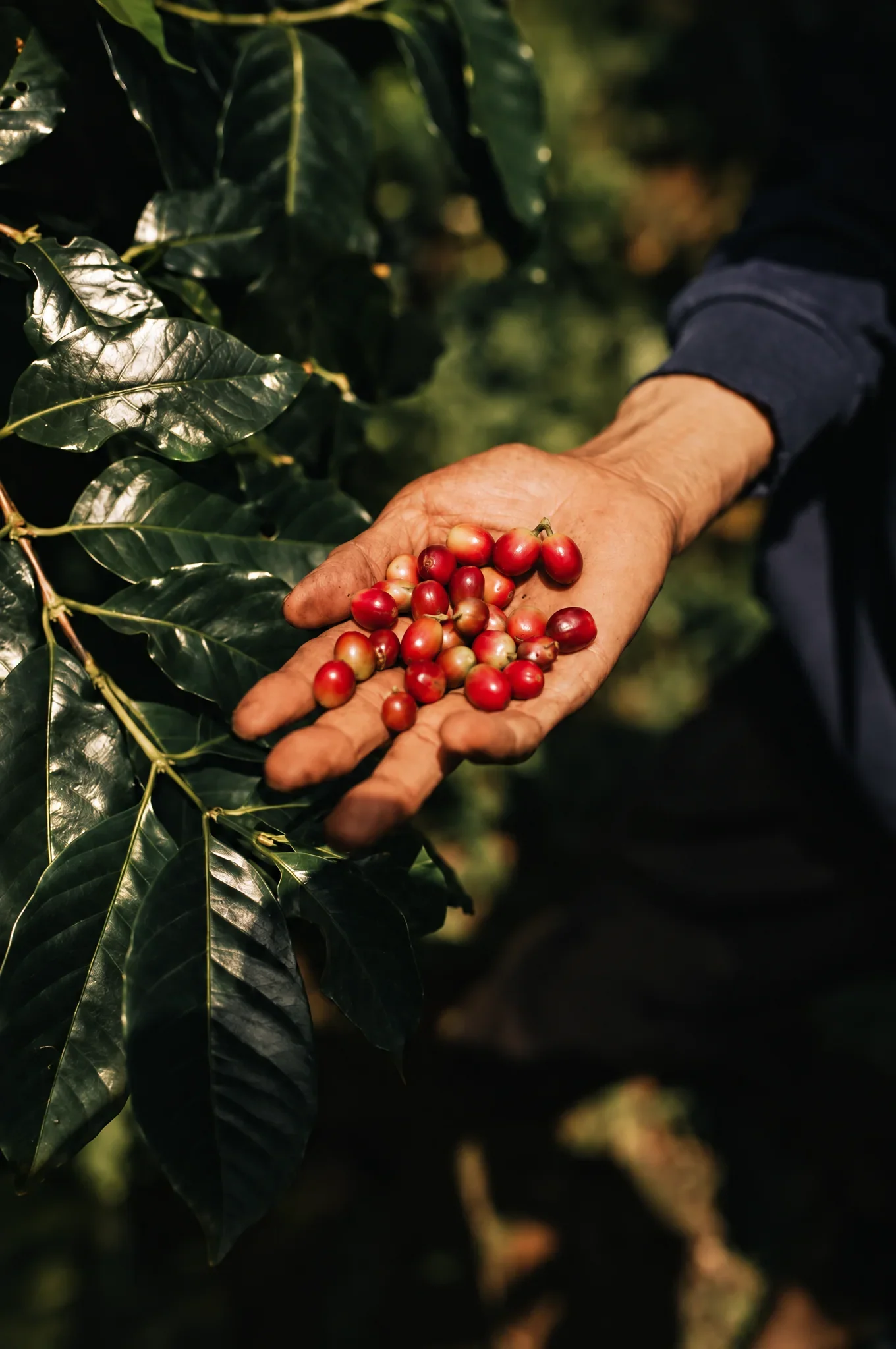 Ripe coffee cherries picked by hand