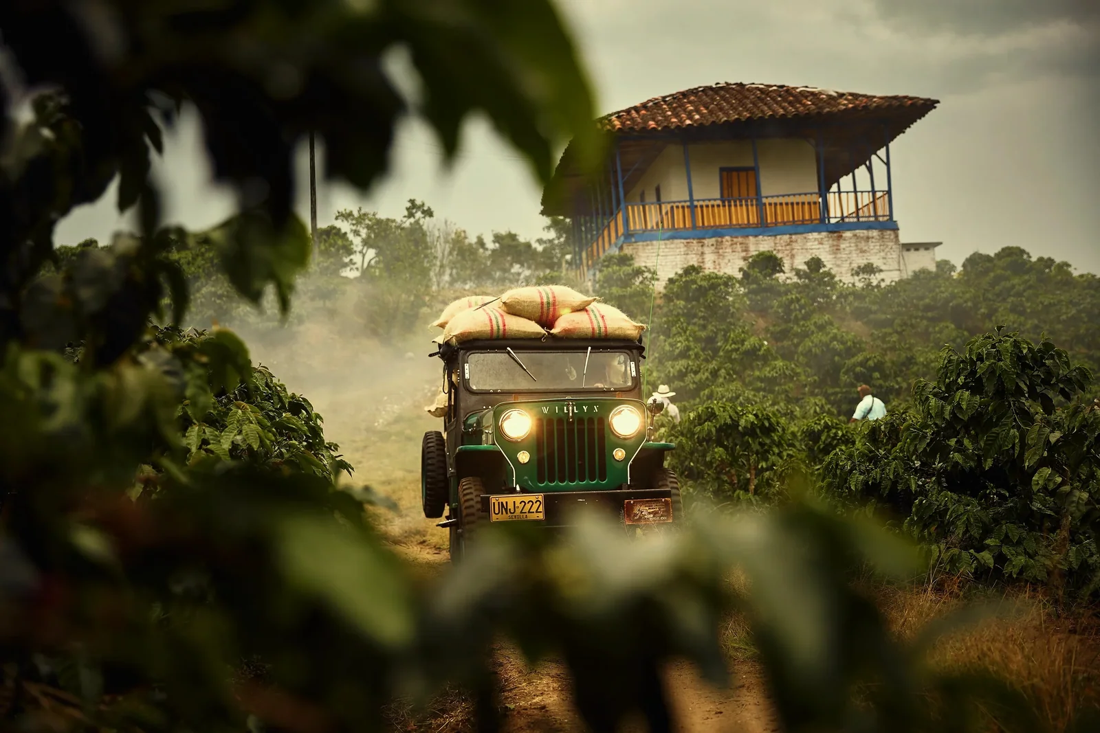 A jeep on a coffee farm hillside