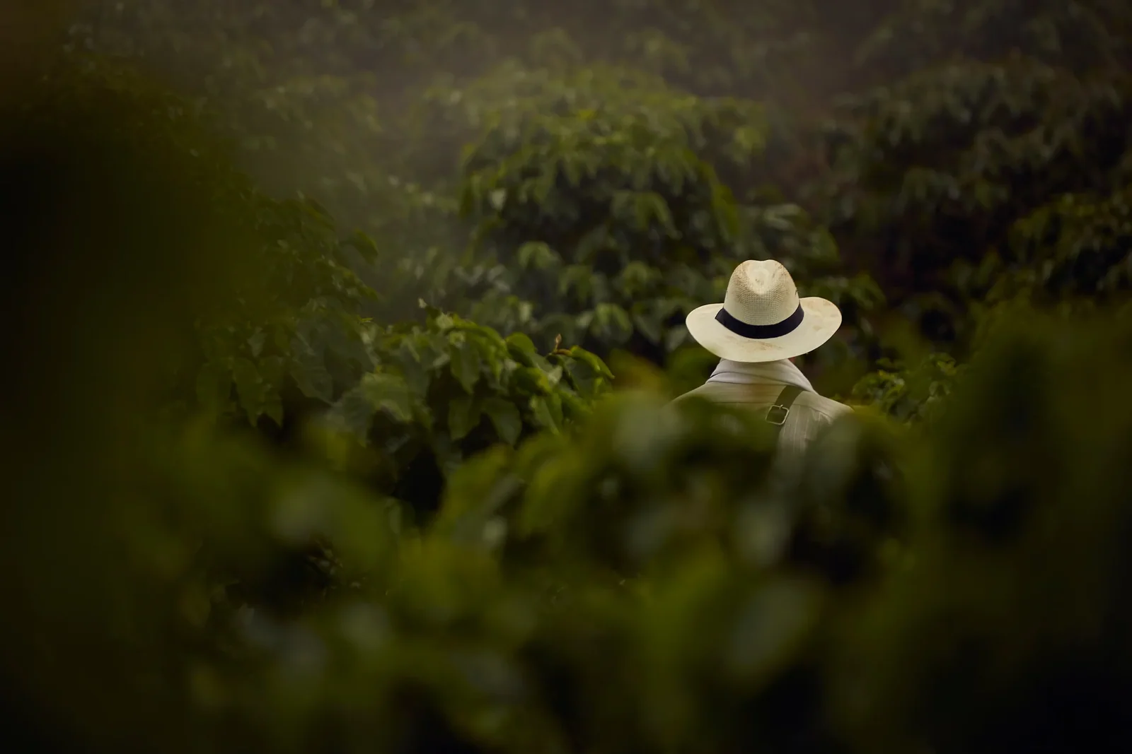 Rows of coffee trees, shoulder high